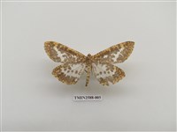 藏品(尺蛾101)的圖片